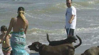 Boynton Beach to discuss day at the beach for dogs