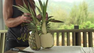 Hawaii is home to the world's tastiest pineapple