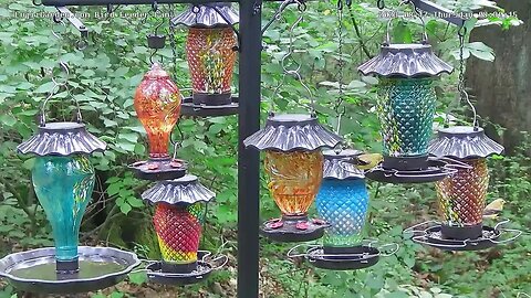 Small flock of American goldfinchers in the LujiiGarden feeders