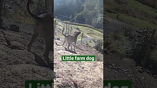 Farm surveillance. Little farm dog