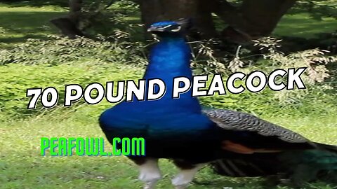70 Pound Peacock, Peacock Minute, peafowl.com