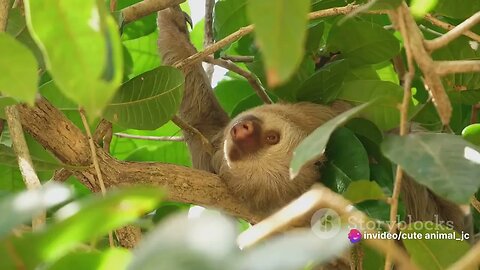 Unseen Rainforest Residents: Hidden Creatures of the Amazon