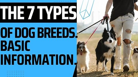 The 7 Types of Dog Breeds