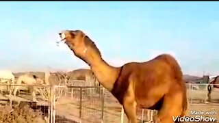 See what the camel does