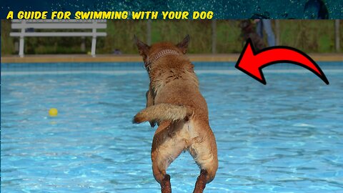 A Guide for Swimming with your Dog