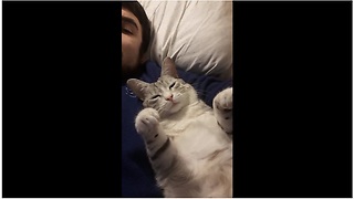 Cat refuses to let owner stop petting him