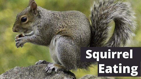 Squirrel Eating Food Video | Kingdom Of Awais