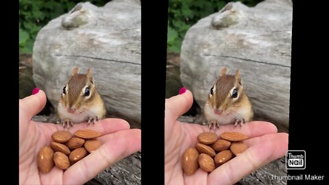 Viral video#1 squirrel Eating almond