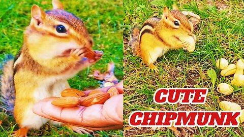 Adorable Baby Chipmunk 🐿️🐿️ Cute Animals 2024 🐿️🐿️