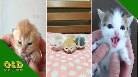 Try Not to Laugh Cute Dogs and Cats Funny Pet Animals Vines Video