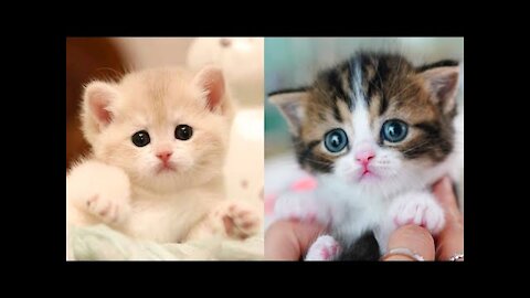 Baby Cats - Cute and Funny Cat Videos Compilation