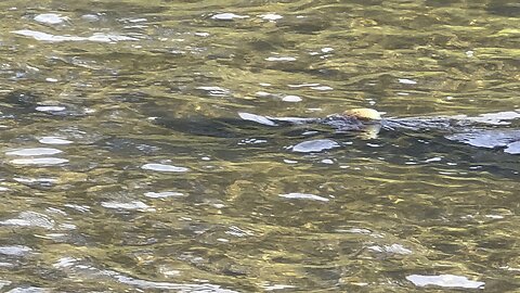 Humber River Salmon Spawning