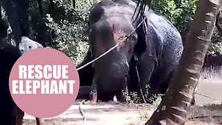 A village literally pulled together to rescue a stranded elephant