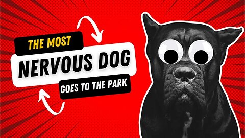 How to take a FEARFUL DOG to a BUSY Park!