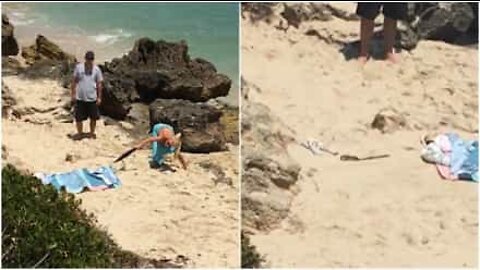 Venomous snake found underneath beach towel!