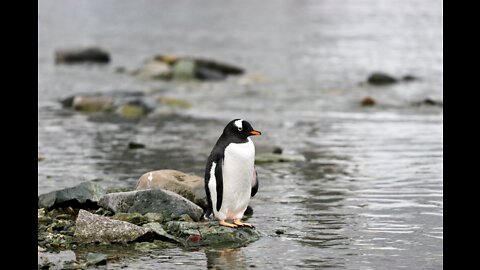 Funny penguin Videos | Cute and Funny penguin Videos | penguin Videos