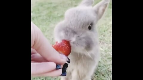 cute rabbit eating strawberry #rabbit #shorts #youtubeshorts #viral