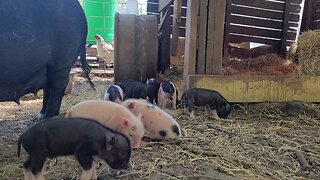 Baby pigs looking cute!