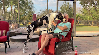 Funny Affectionate Great Dane Can't Hold His Licker