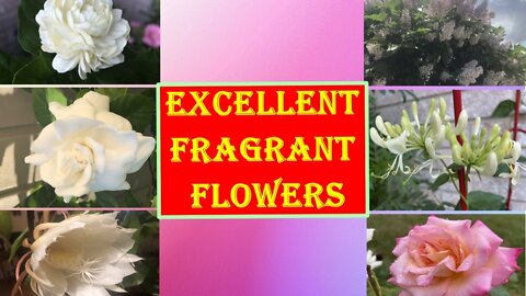 EXCELLENT FRAGRANT FLOWERS