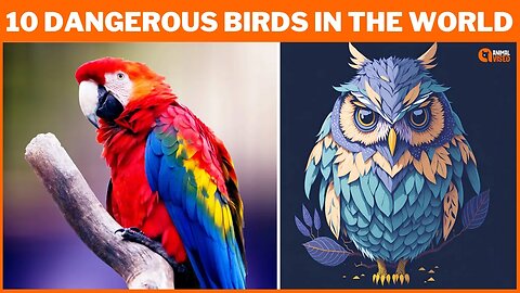 10 Most Dangerous Birds in the World | Beware of These 10 Birds - They Are Known to Attack Humans