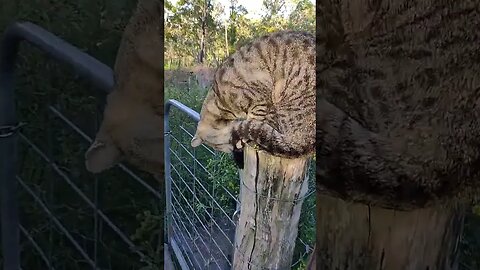 Good Morning Skippy on the post #cat #cats #cutecats