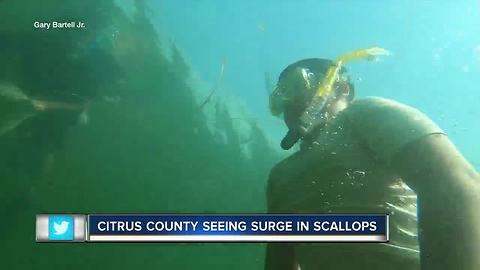 Scallops still abundant weeks into season in Citrus County