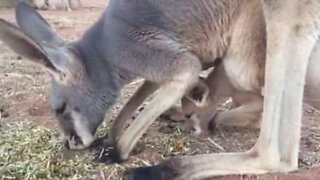 Mãe canguru ensina filhote a procurar comida