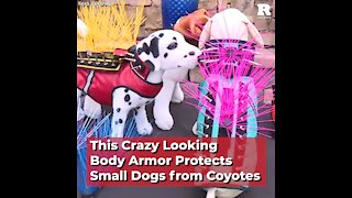This Crazy Looking Body Armor Protects Small Dogs from Coyotes