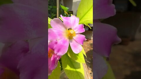As abelhas sem ferrão gostam desta flor