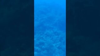 Coral Reef from a Submarine! - Part 2