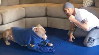 Pitbull works out with owner