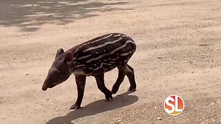 Kristy Morcom from Wildlife World Zoo, Aquarium & Safari Park shows us how you can stay connected