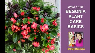 BEGONIA PLANT CARE BASICS: WAX LEAF BEGONIAS / EdenMakers