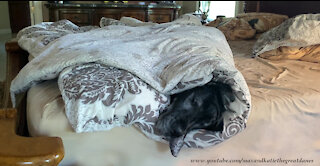 Sleepy Snuggly Great Dane Doesn't Want To Get Out Of Bed