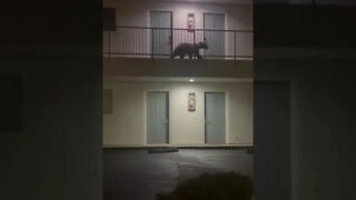 Wild bear walks down hotel hallway