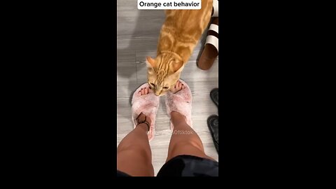 Orange cat behavior!