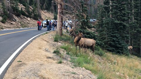 Humane humans stop traffic to let mule deers cross the road on deer mountain