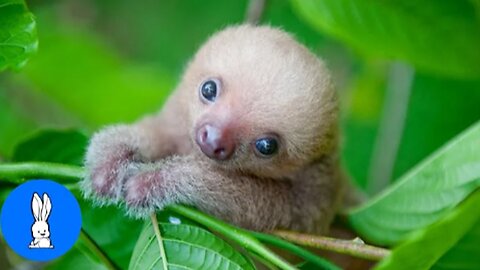 Baby Sloths Being Sloths - FUNNIEST Compilation