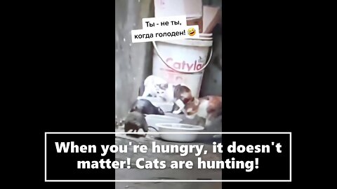 When you're hungry, it doesn't matter! Cats are hunting!