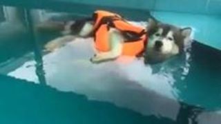 Lazy dog enjoys himself in the pool