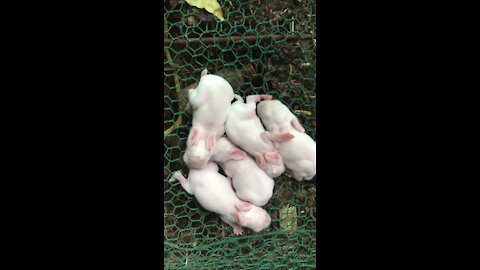 Rabbits was born five baby