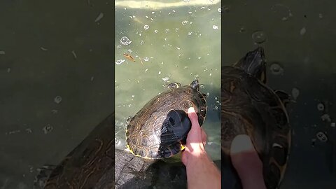 Beautiful peacock slider turtle #shorts