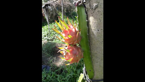 Yummy homegrown dragon fruit