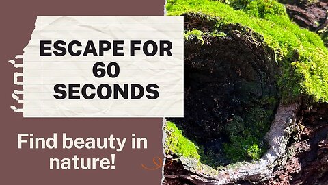 60 Second Nature Walk: The Best TIME to Take a Break!