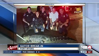 Alligator busts through screens on Fort Myers lanai