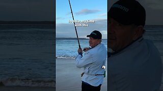 this quality eating fish feeds the WHOLE family! FULL VID UP 3PM SAT #beachfishing #fishingguide