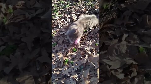 Wildewood Cat Colony Playtime