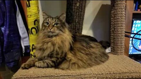 Un gros chat se coince la tête dans un cornet de frites