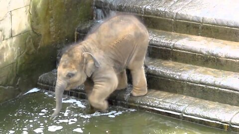 A Baby Elephant Bath & Play In The Water Pool